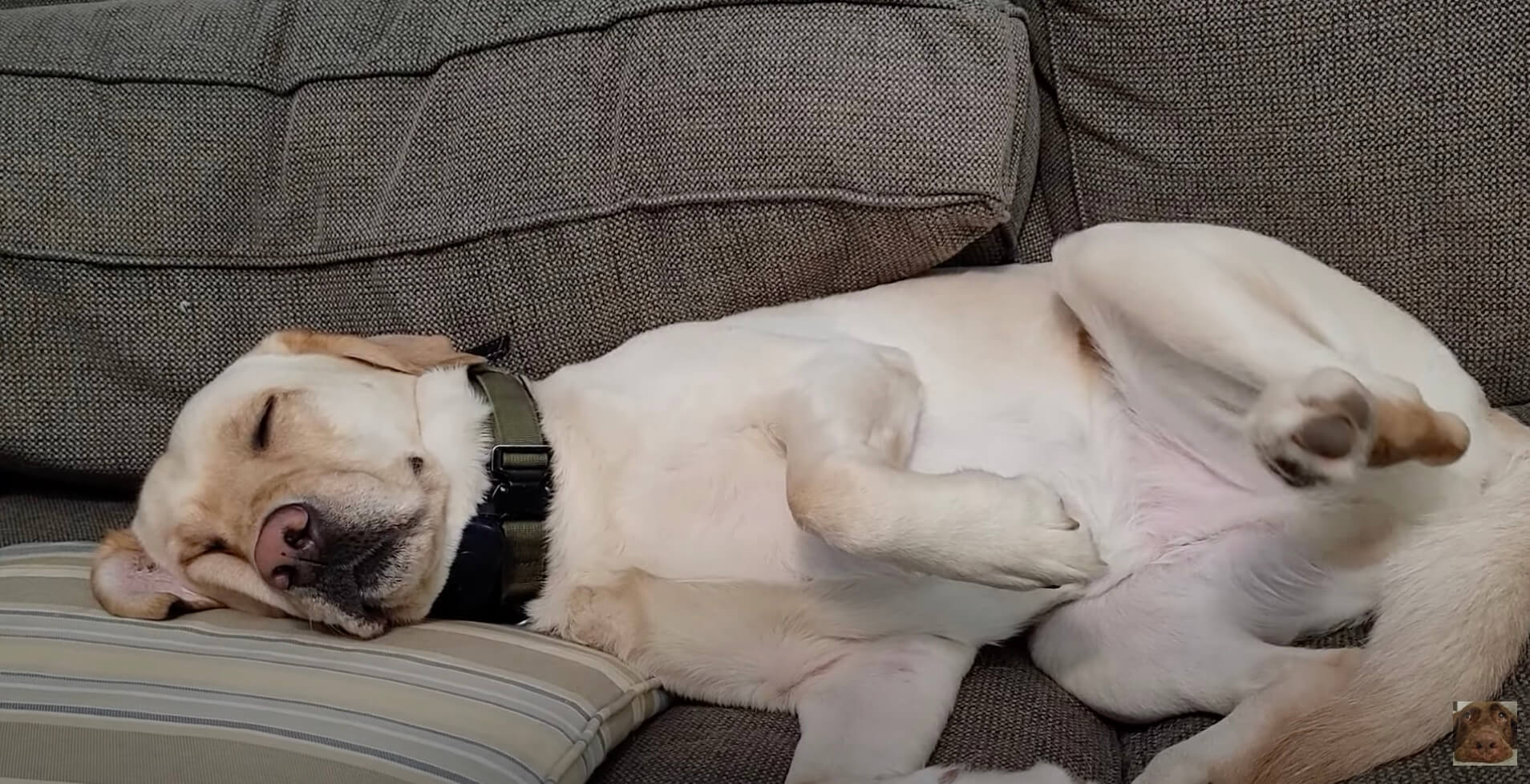 ラブラドールレトリーバー,動画