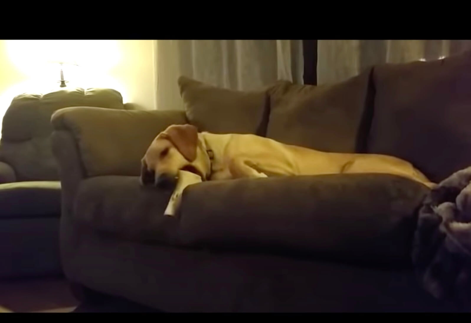 ラブラドールレトリーバー,動画