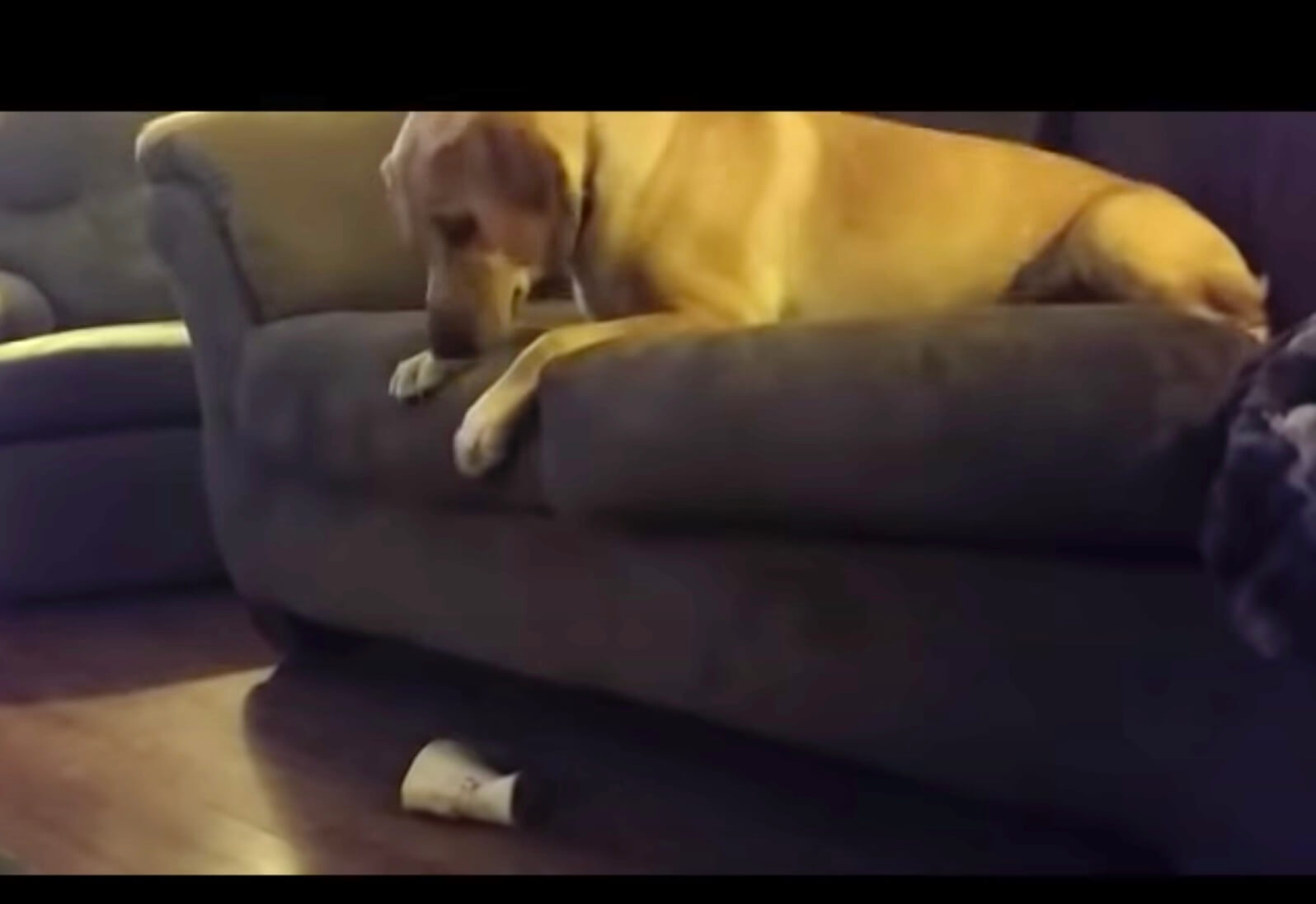 ラブラドールレトリーバー,動画