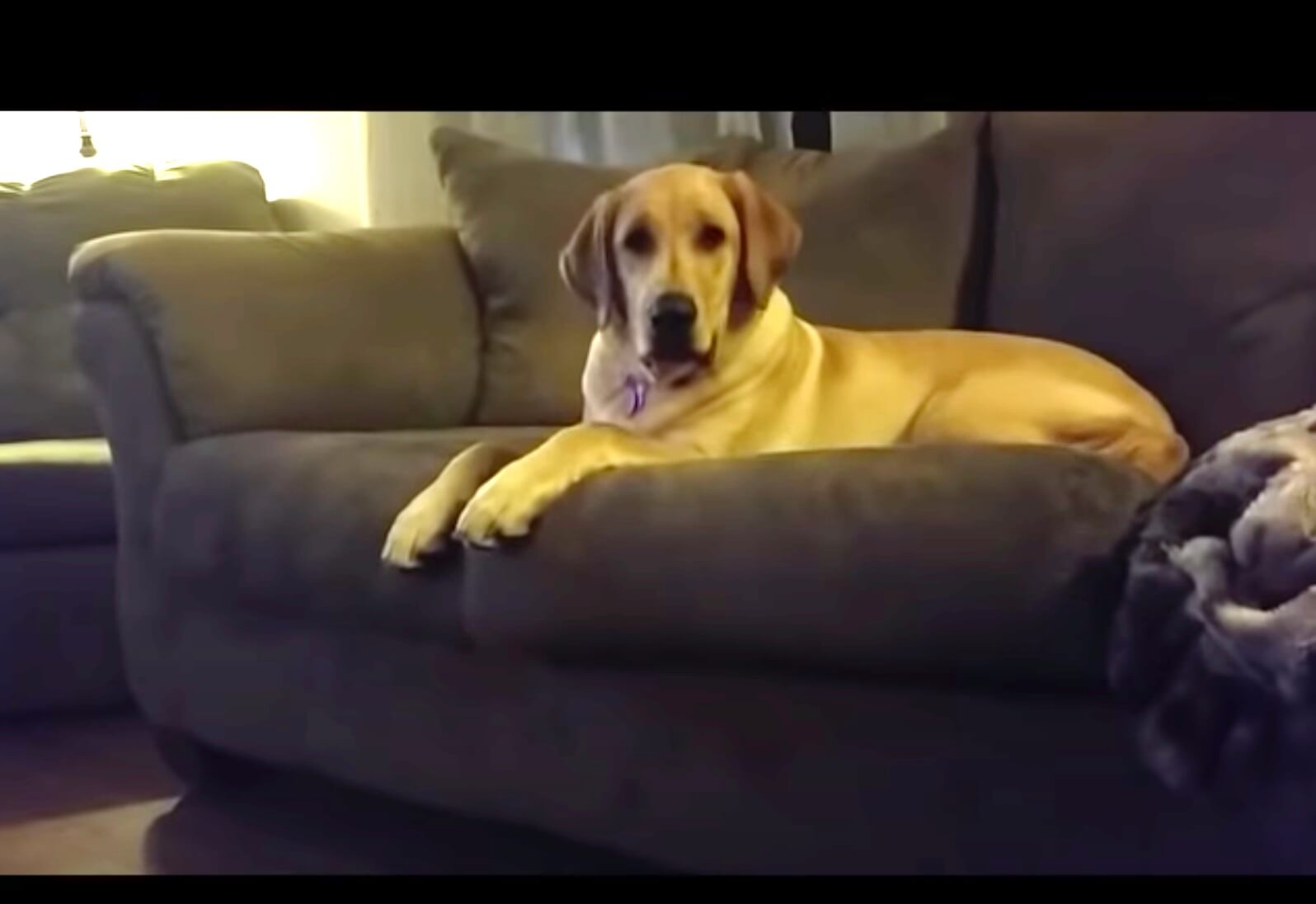 ラブラドールレトリーバー,動画