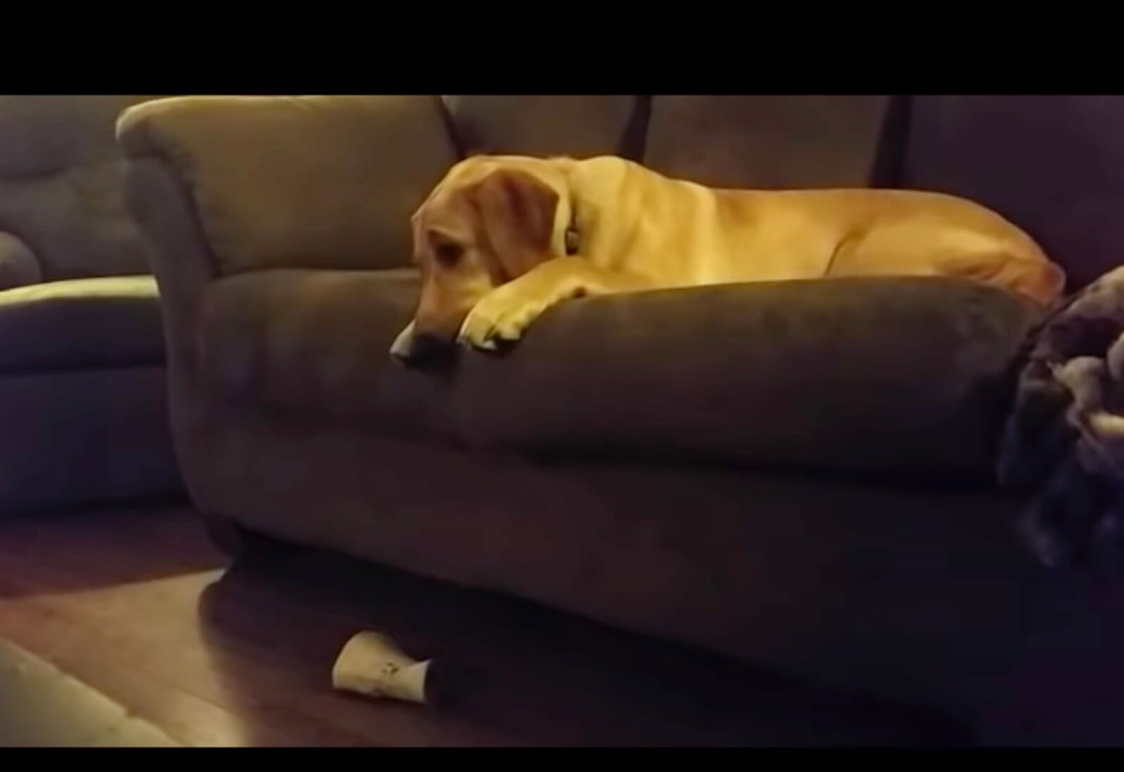 ラブラドールレトリーバー,動画