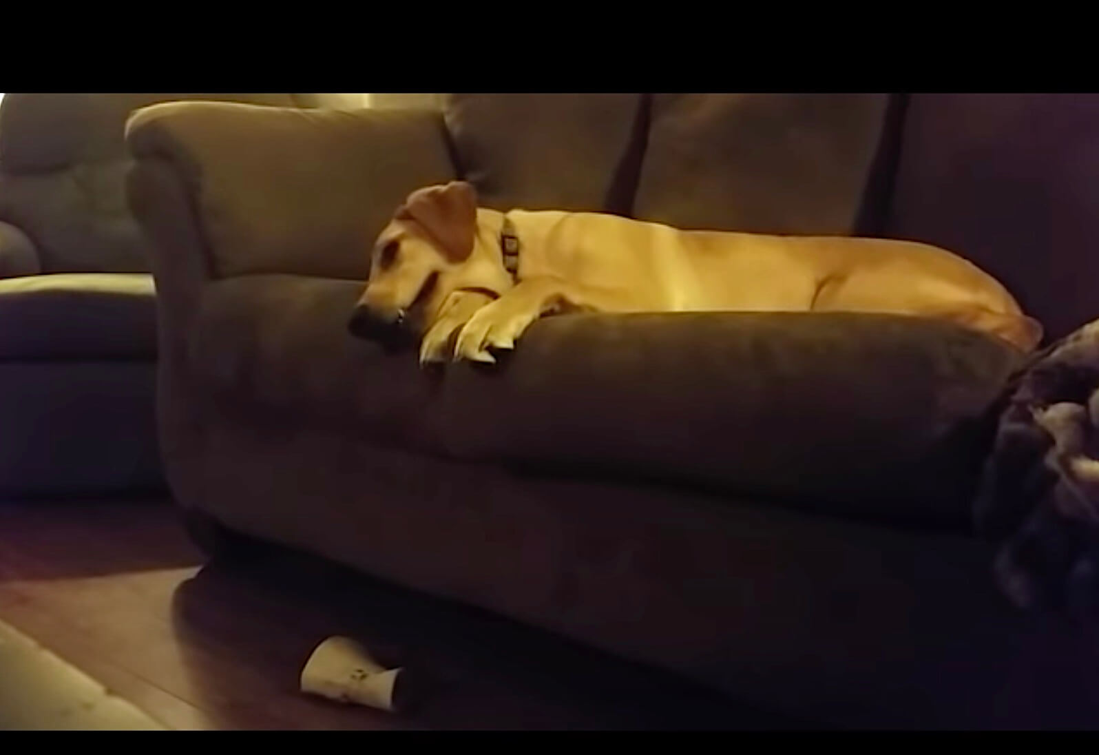 ラブラドールレトリーバー,動画