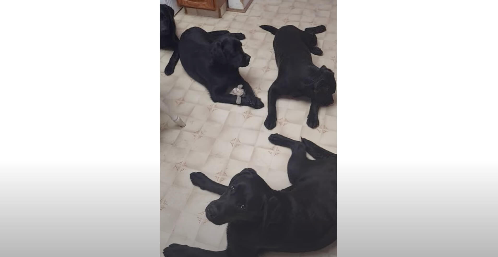 ラブラドールレトリーバー,動画