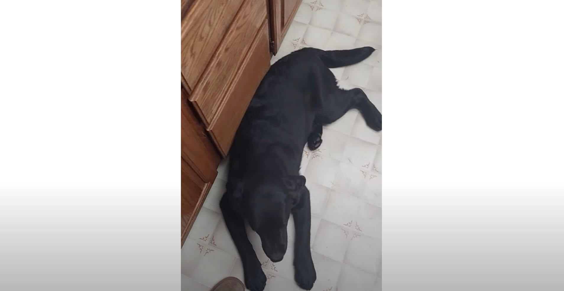 ラブラドールレトリーバー,動画