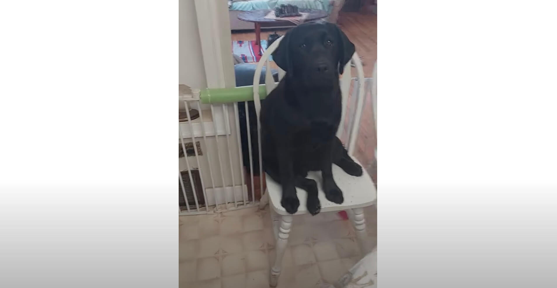 ラブラドールレトリーバー,動画