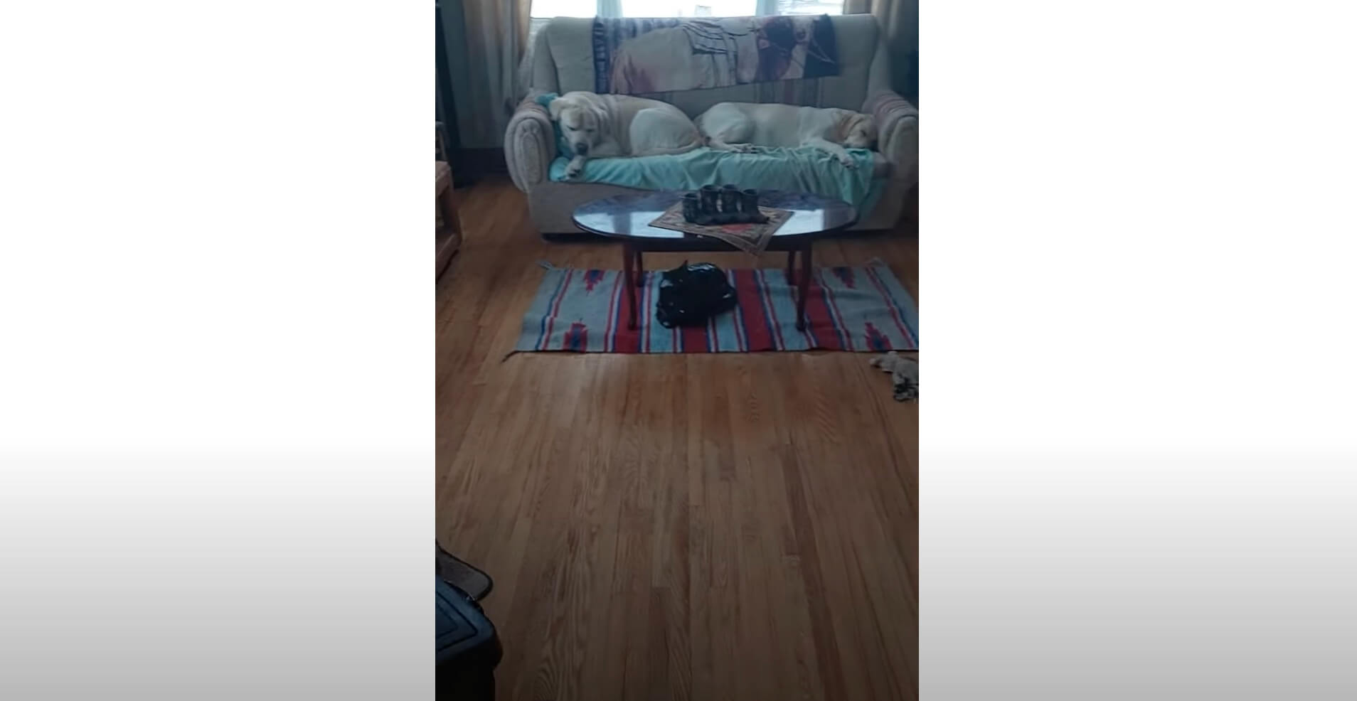 ラブラドールレトリーバー,動画