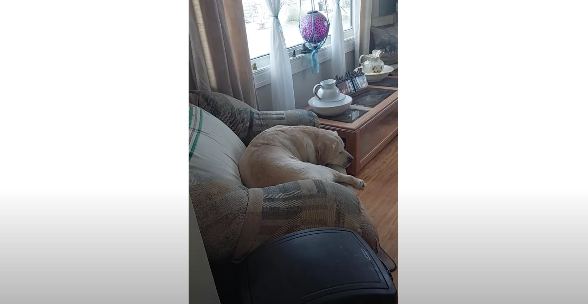 ラブラドールレトリーバー,動画