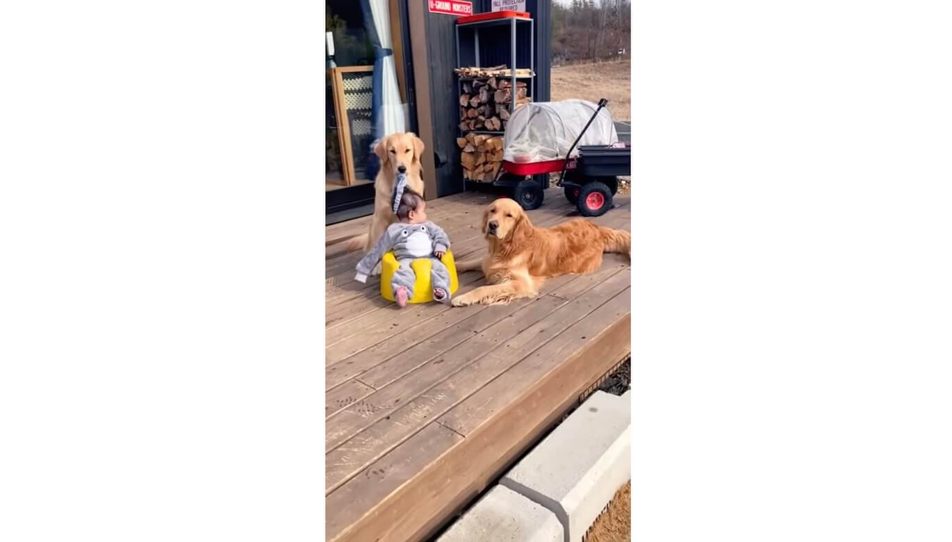 ゴールデンレトリーバー,動画