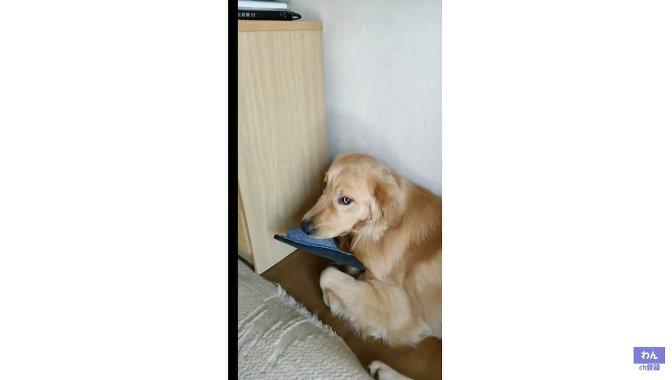 ゴールデンレトリーバー,動画