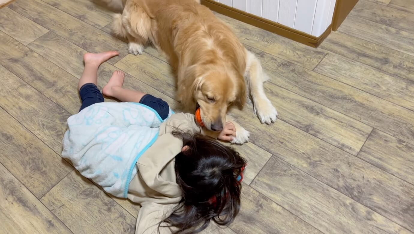 ゴールデンレトリーバー,動画