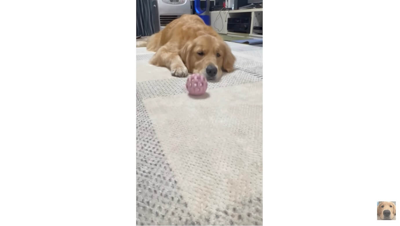 ゴールデンレトリーバー,動画