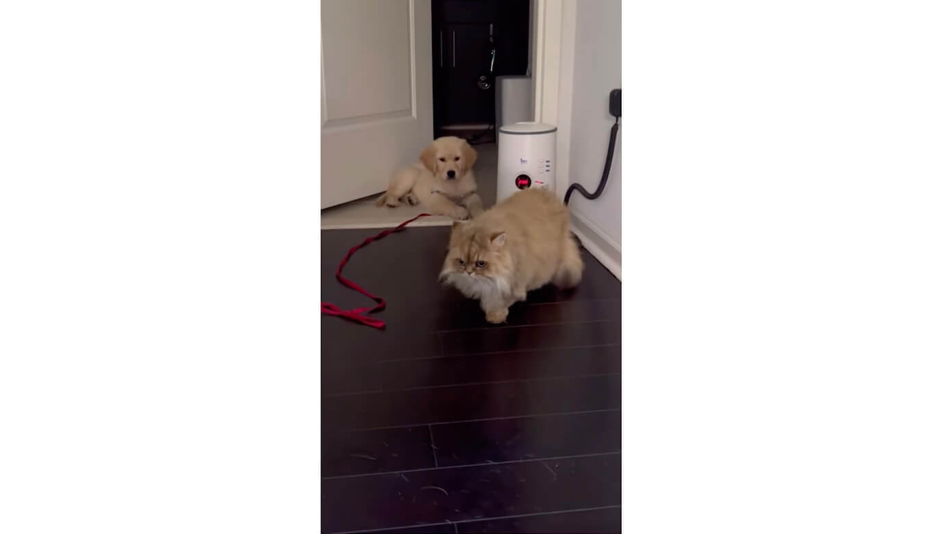 ゴールデンレトリーバー,動画