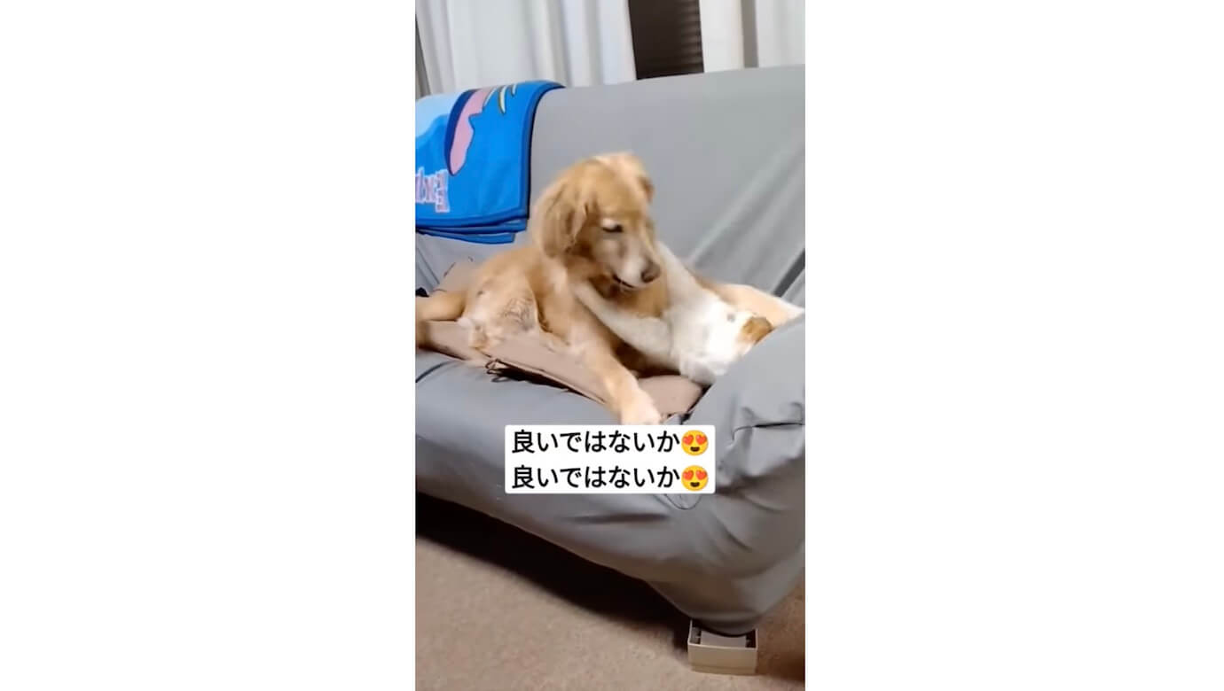 ゴールデンレトリーバー,動画