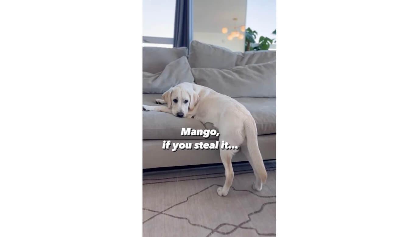 ラブラドールレトリーバー,動画