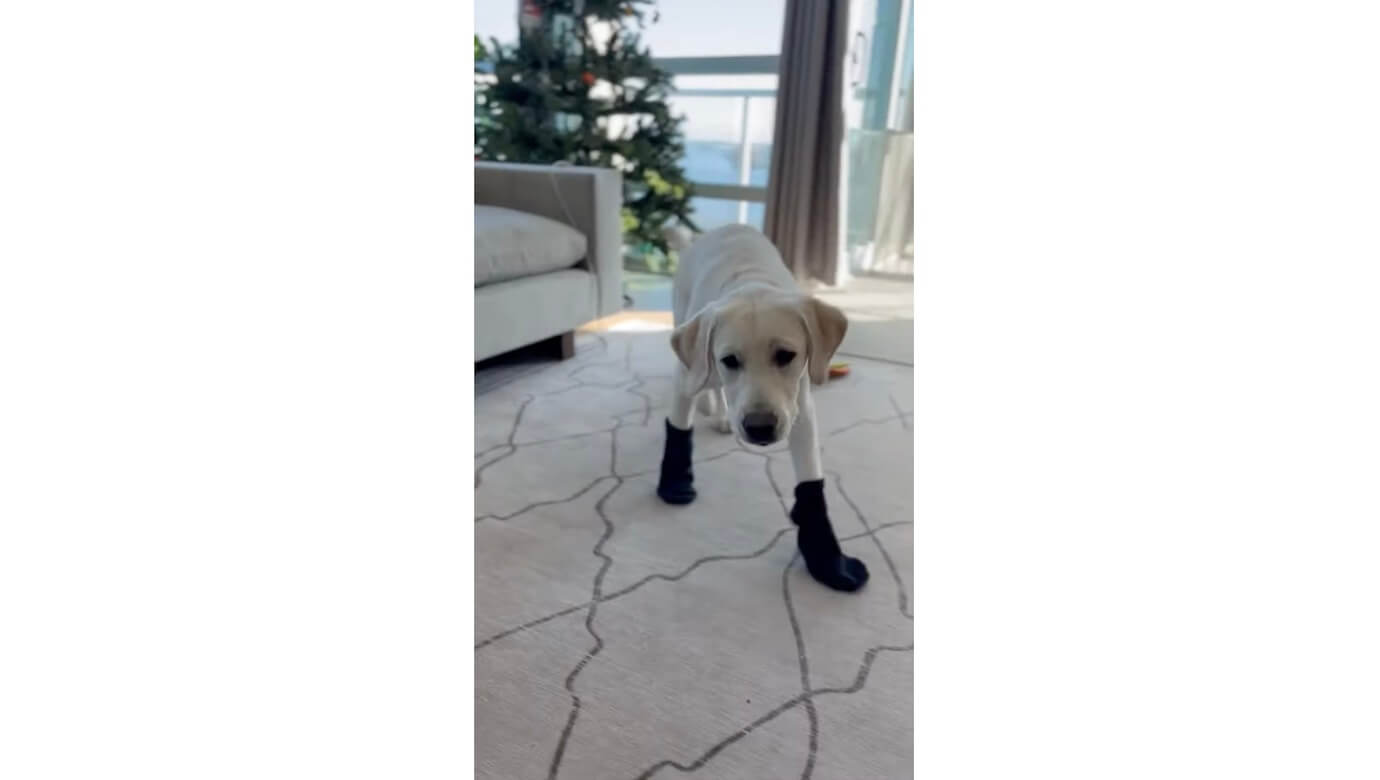 ラブラドールレトリーバー,動画