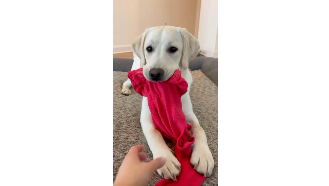 ラブラドールレトリーバー,動画