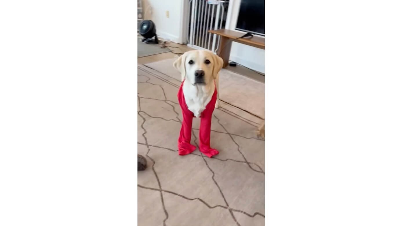 ラブラドールレトリーバー,動画