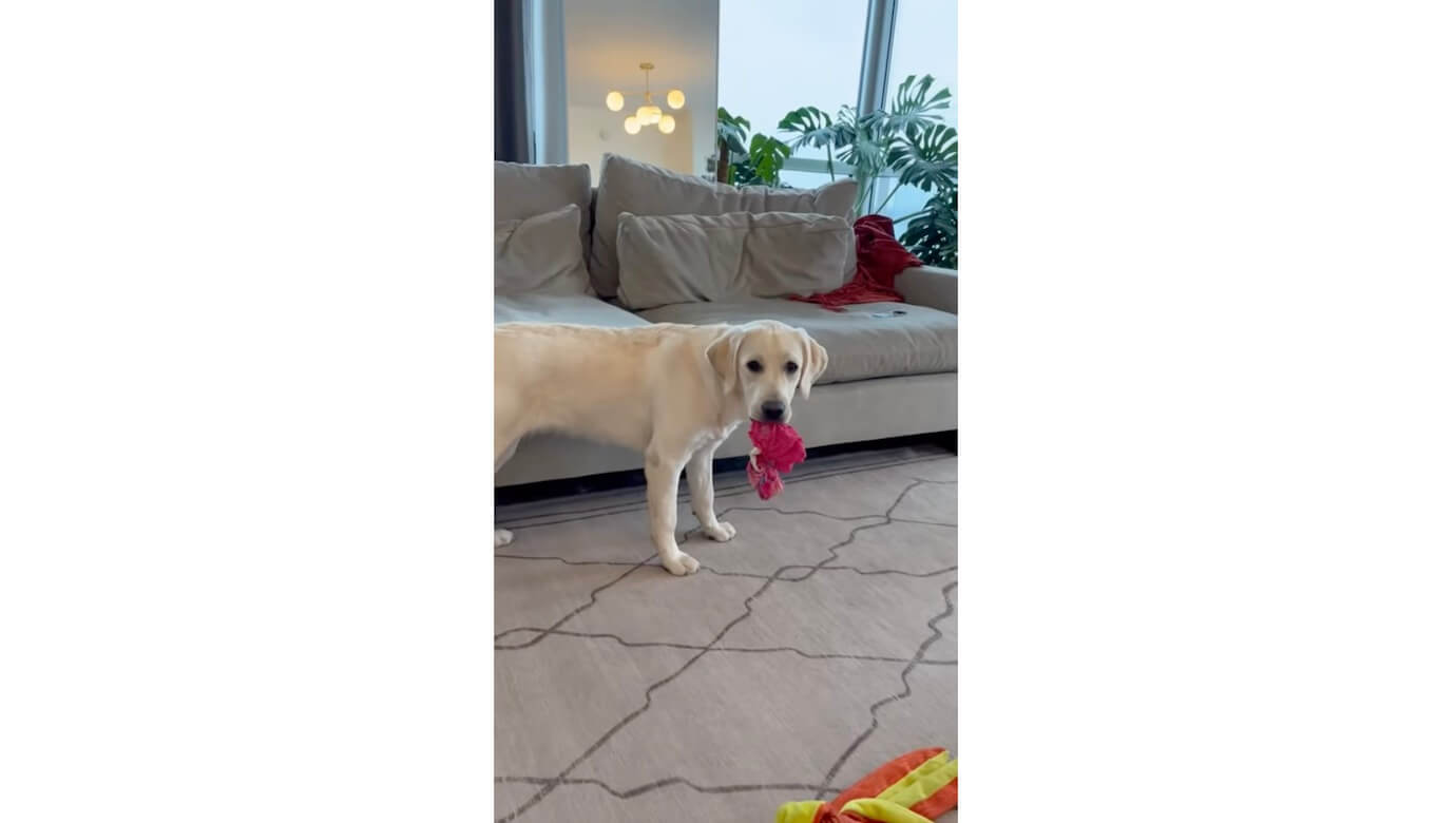 ラブラドールレトリーバー,動画