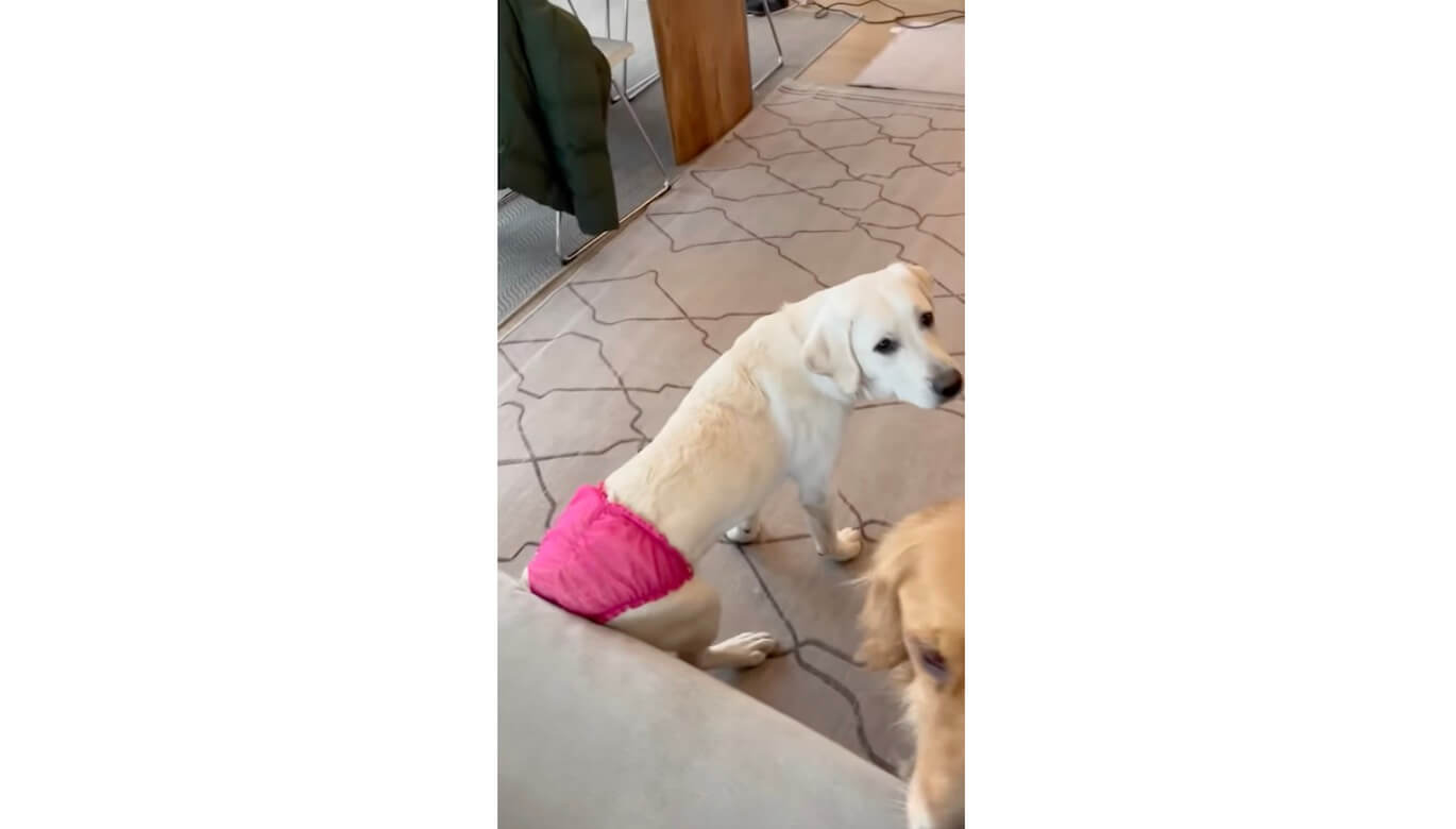 ラブラドールレトリーバー,動画