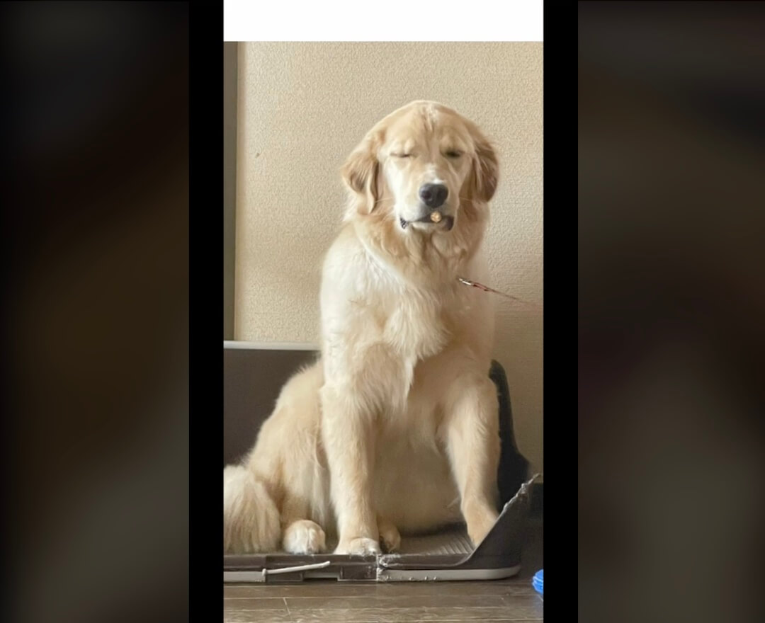 ゴールデンレトリーバー,動画