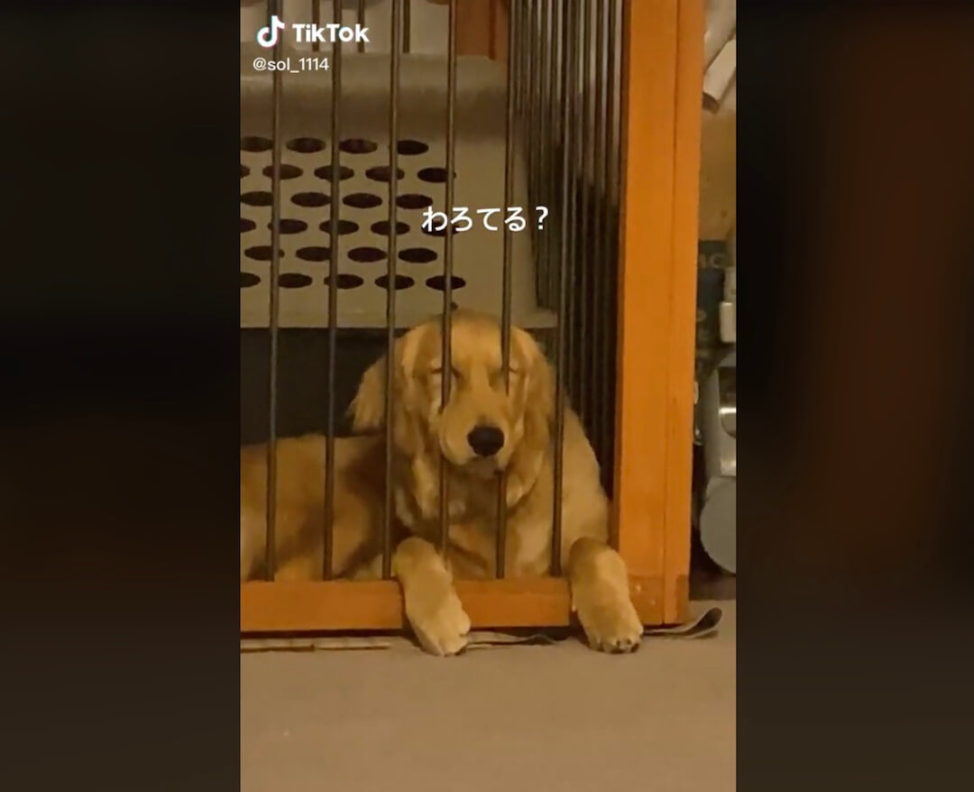 ゴールデンレトリーバー,動画