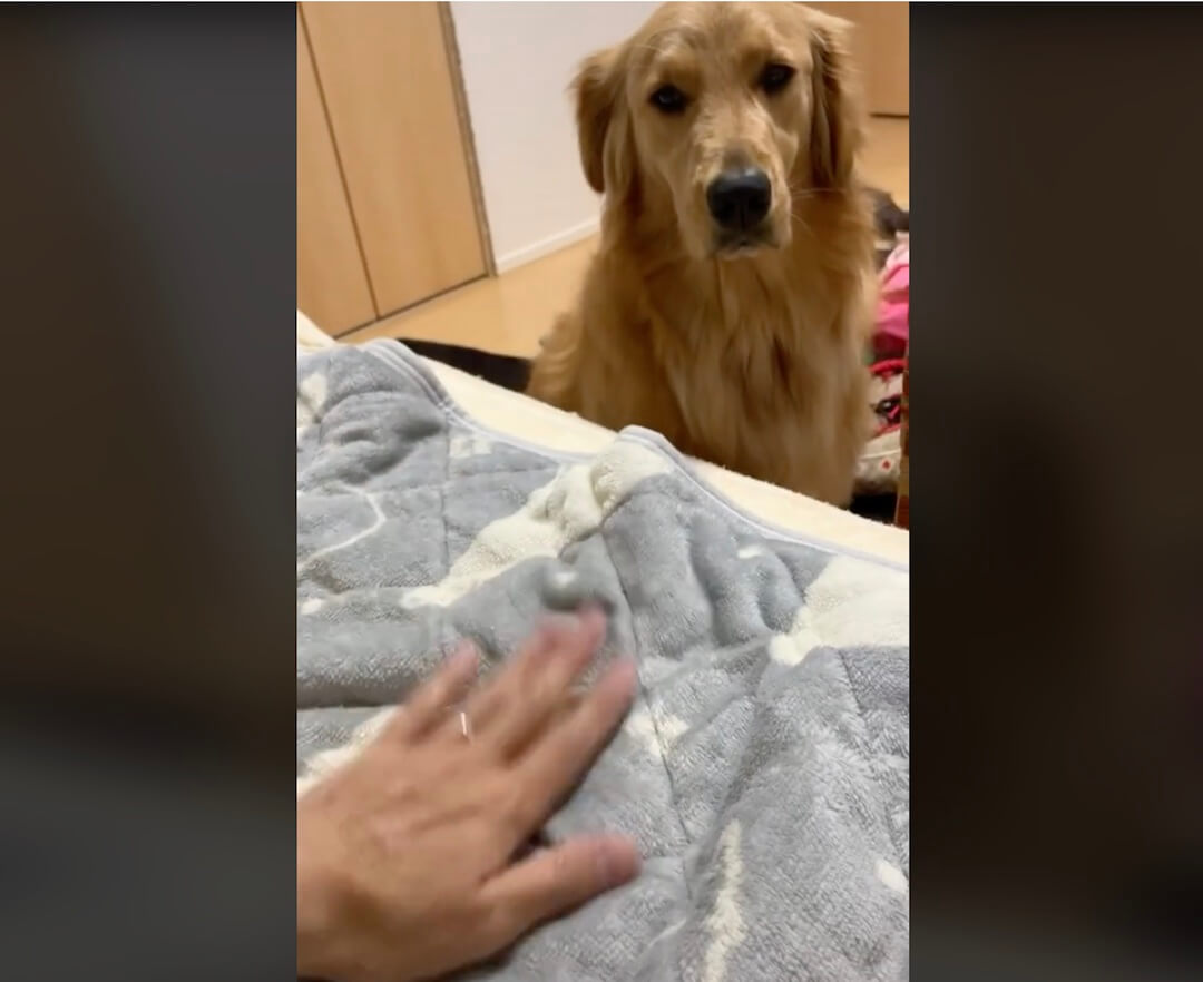 ゴールデンレトリーバー,動画