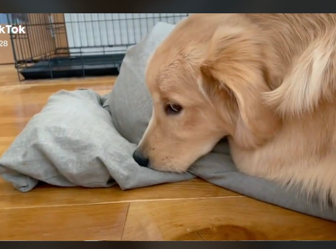 ゴールデンレトリーバー,動画