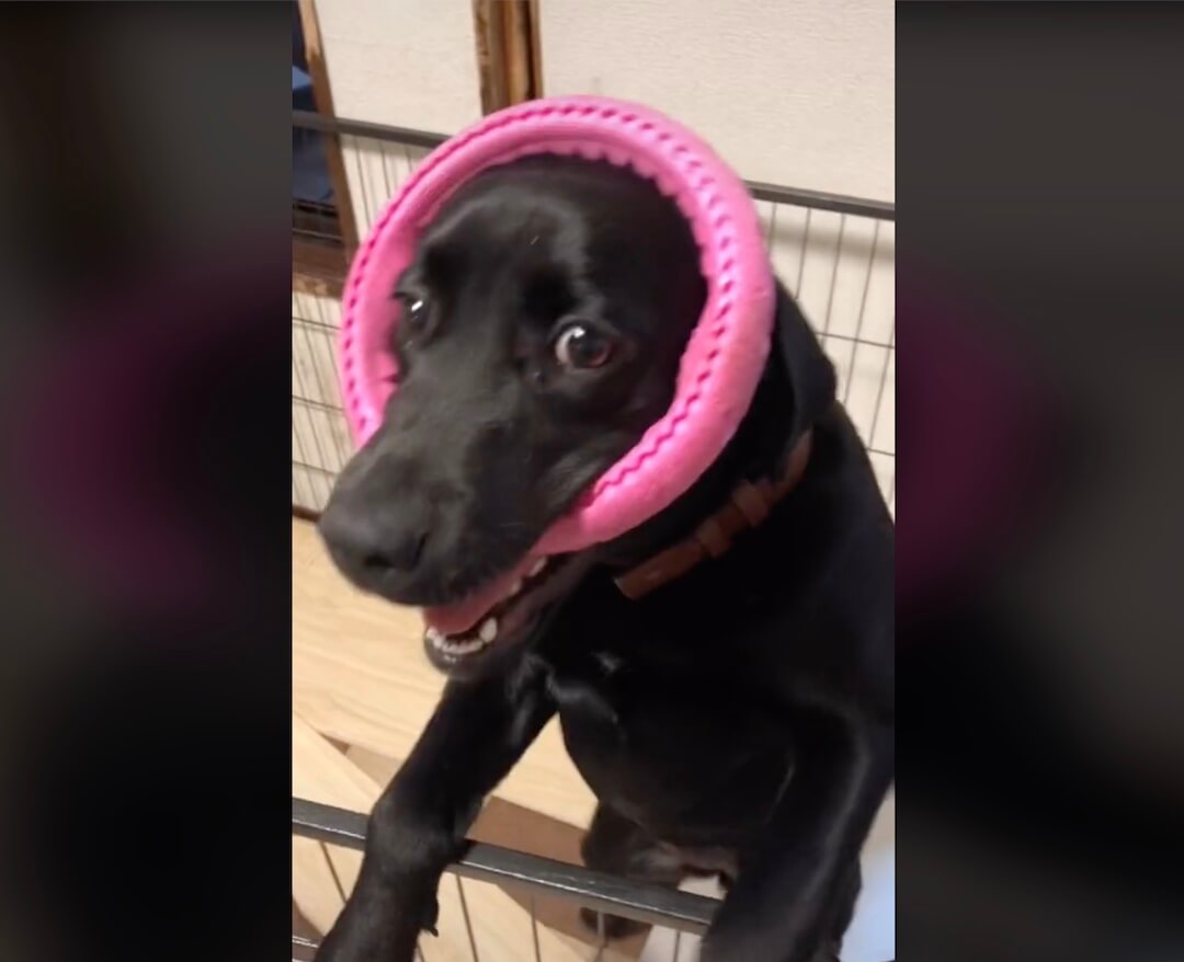 ラブラドールレトリーバー,動画