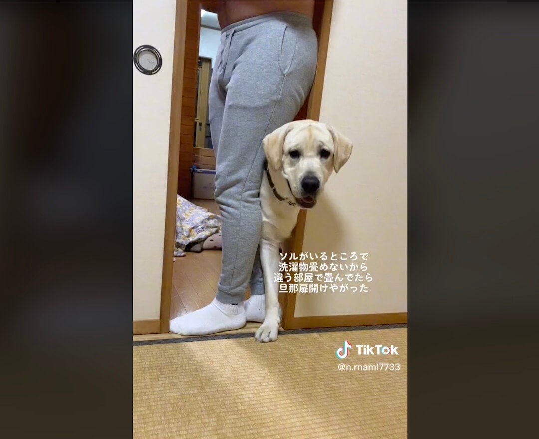 ラブラドールレトリーバー,動画