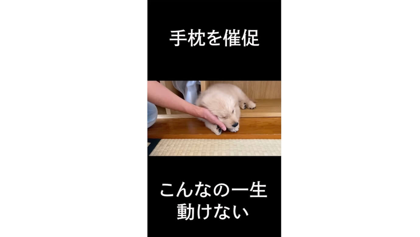 ゴールデンレトリーバー,動画