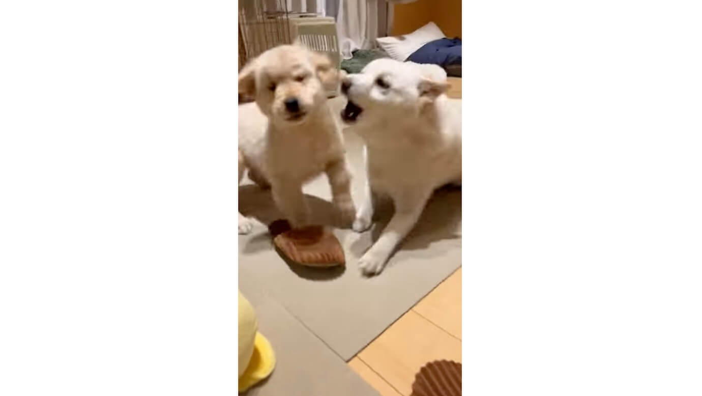 ゴールデンレトリーバー,動画