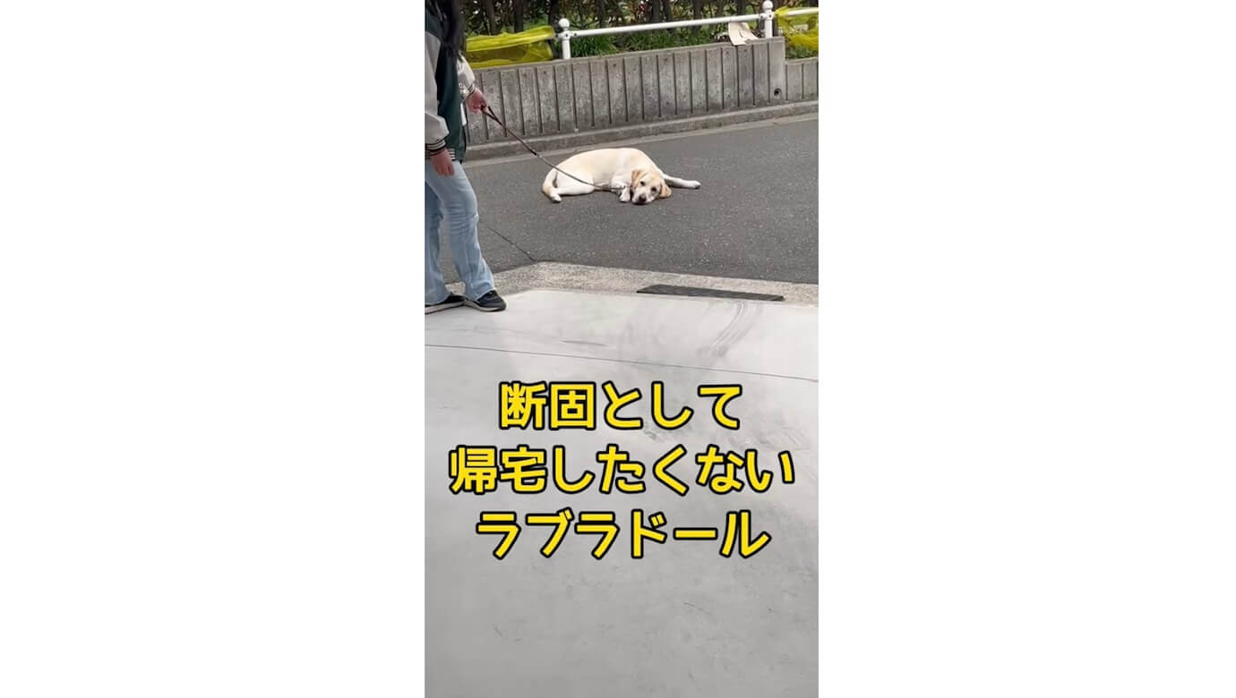 ラブラドールレトリーバー,動画