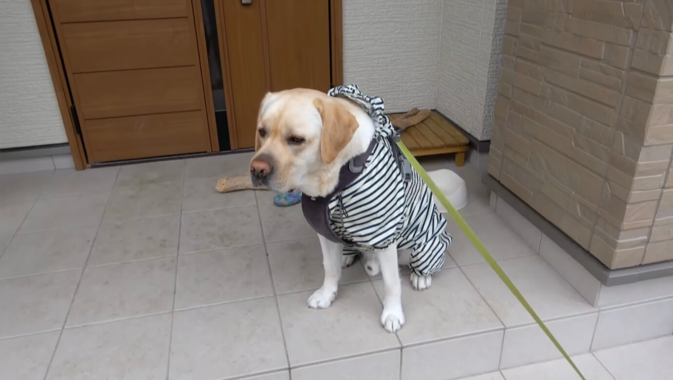 ラブラドールレトリーバー,動画