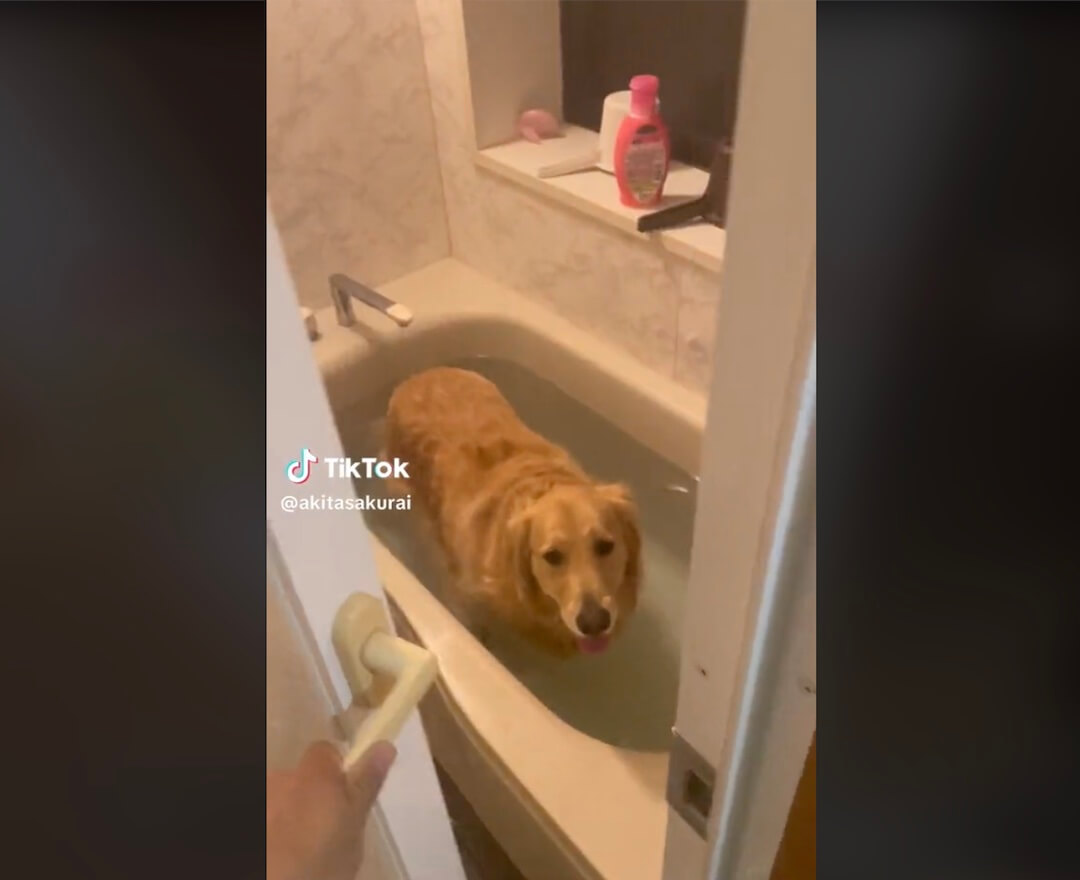 ゴールデンレトリーバー,動画