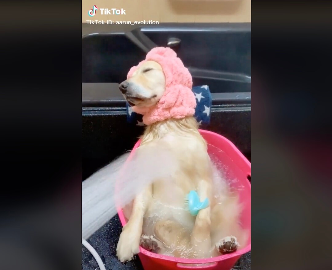 ゴールデンレトリーバー,動画