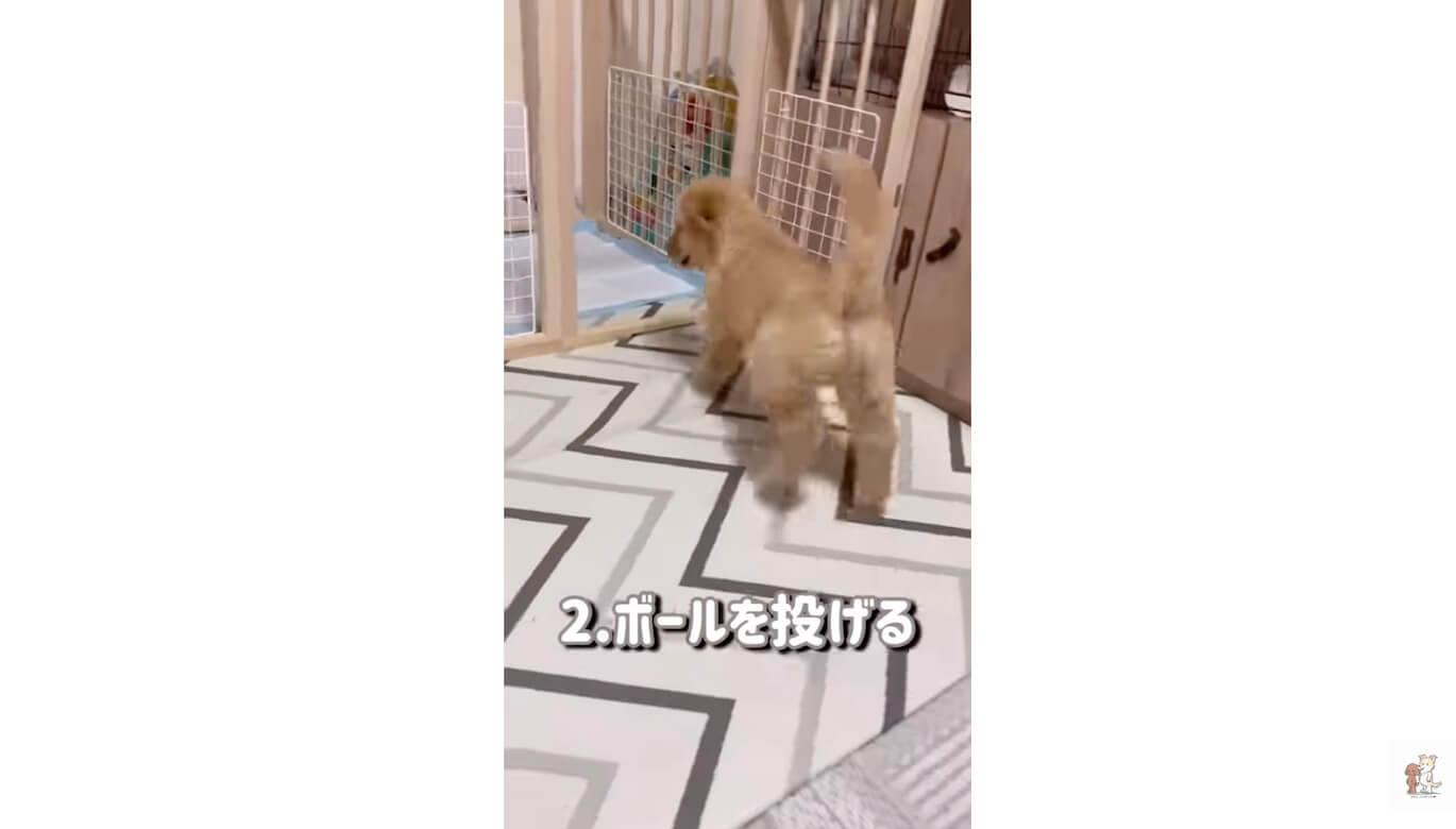ゴールデンレトリーバー,動画