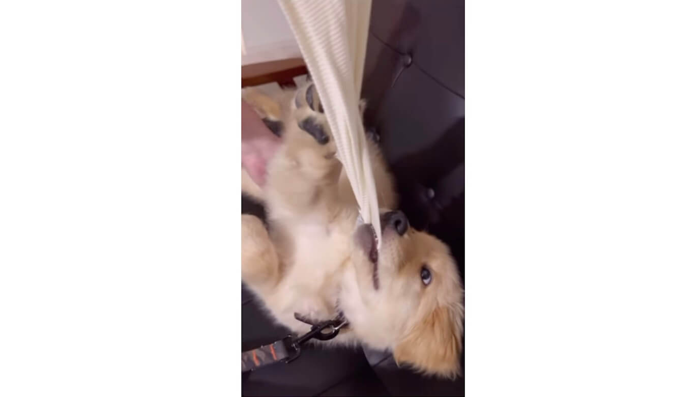 ゴールデンレトリーバー,動画