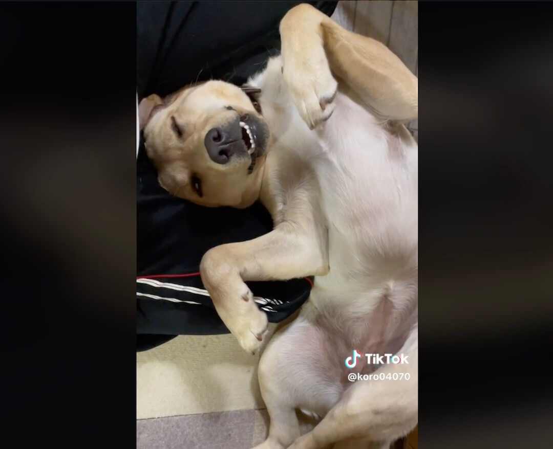 ラブラドールレトリーバー,動画