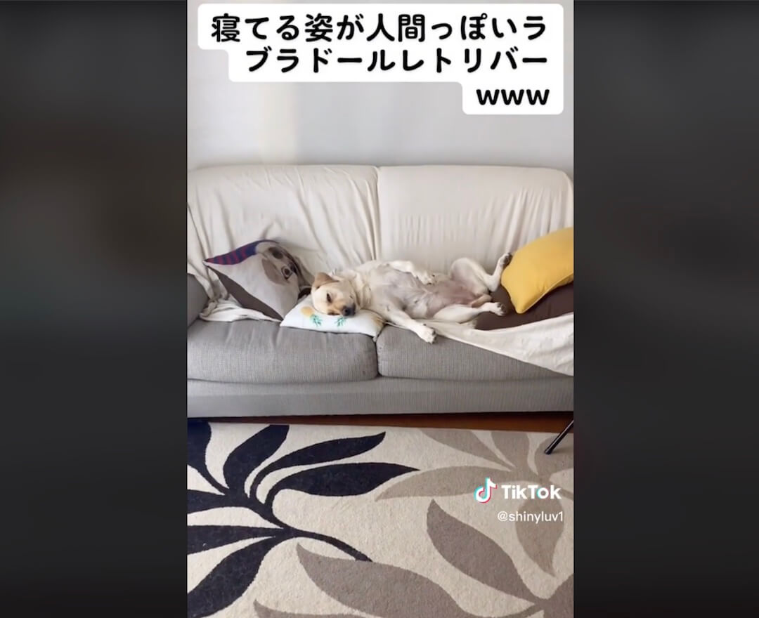 ラブラドールレトリーバー,動画