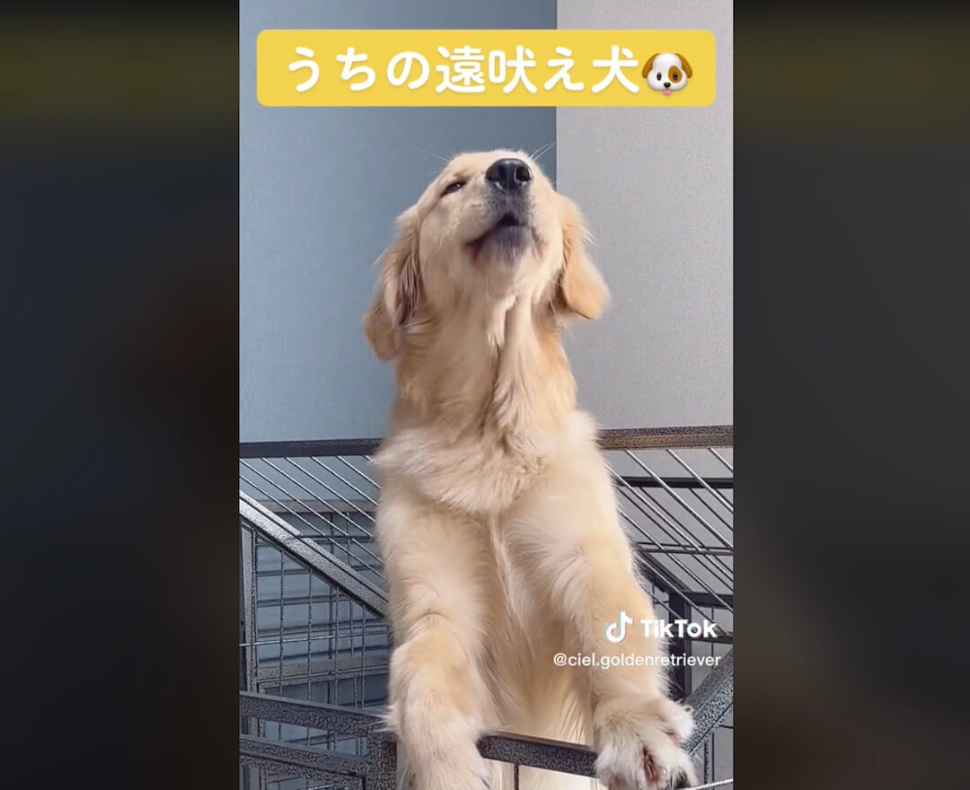 ゴールデンレトリーバー,動画