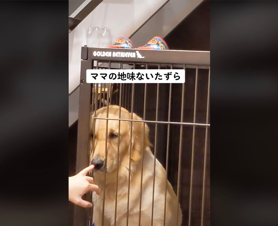 ゴールデンレトリーバー,動画