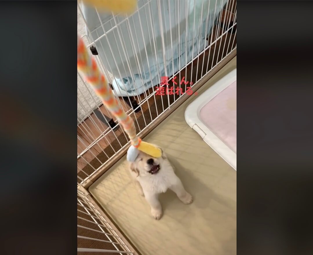 ゴールデンレトリーバー,動画