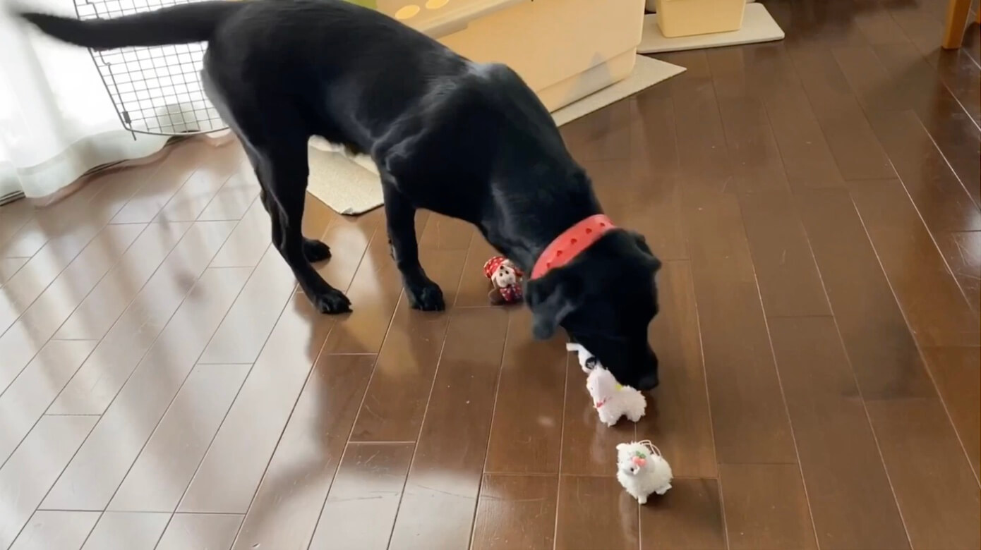 ラブラドールレトリーバー,動画