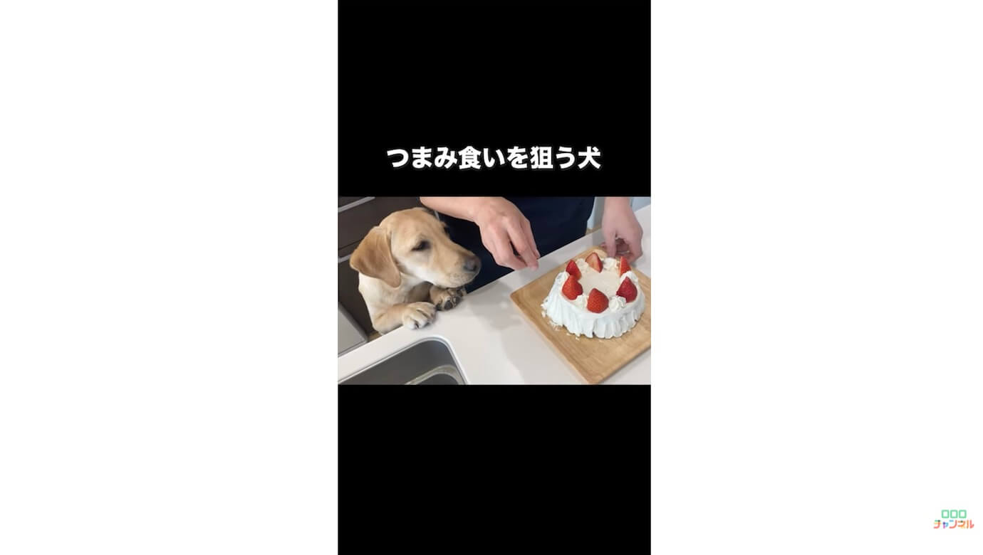 ラブラドールレトリーバー,動画