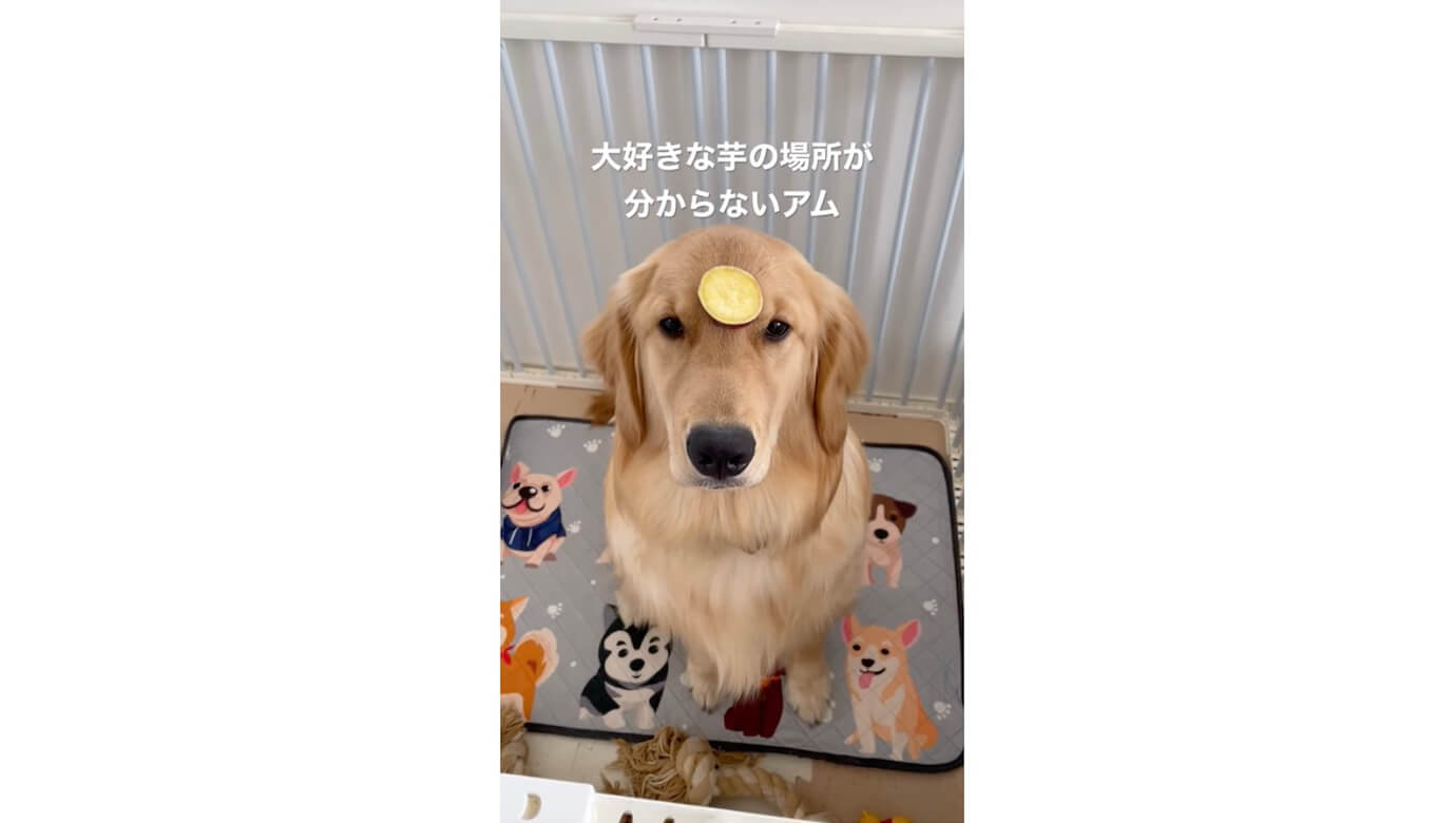 ゴールデンレトリーバー,動画