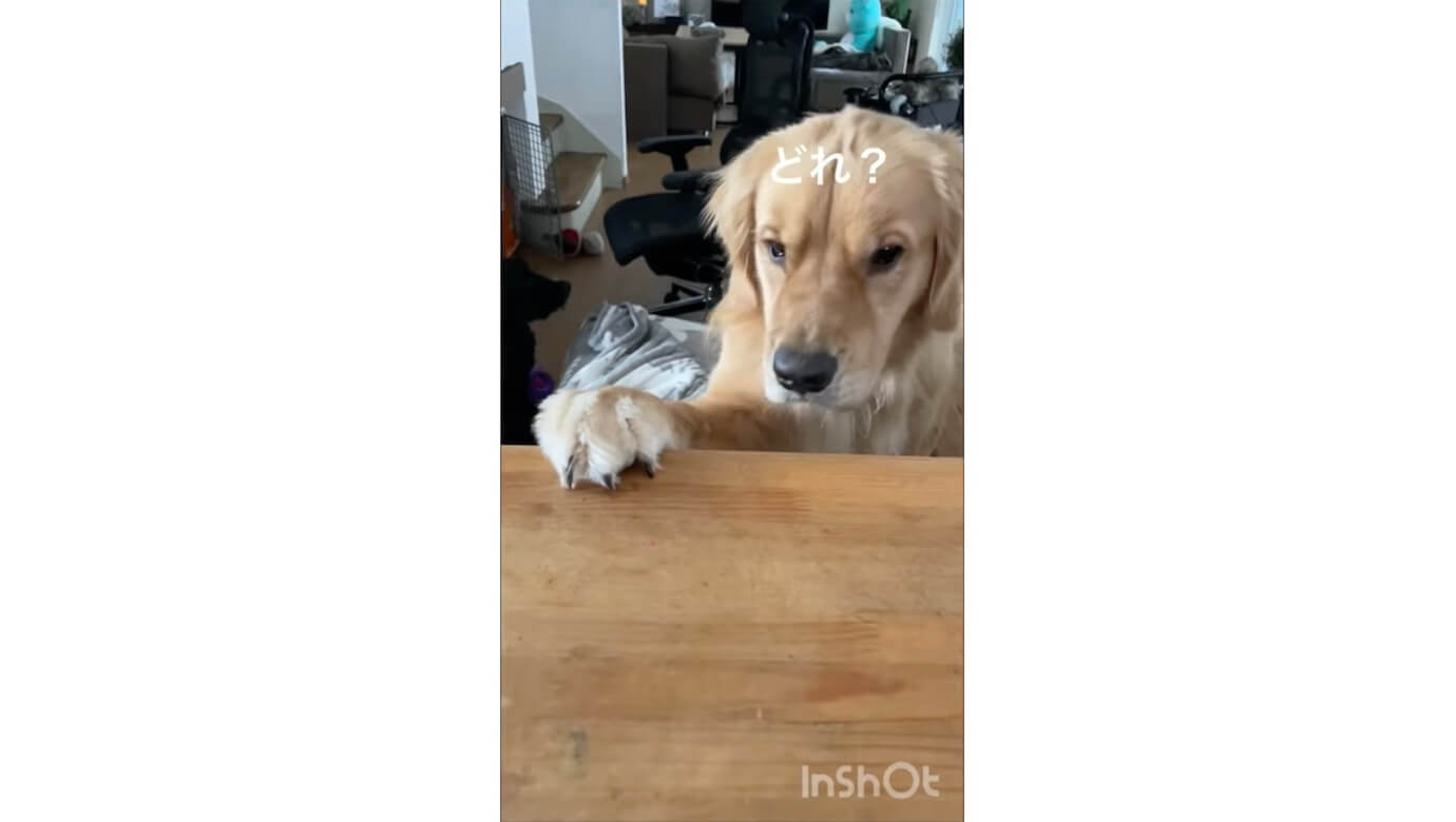 ゴールデンレトリーバー,動画