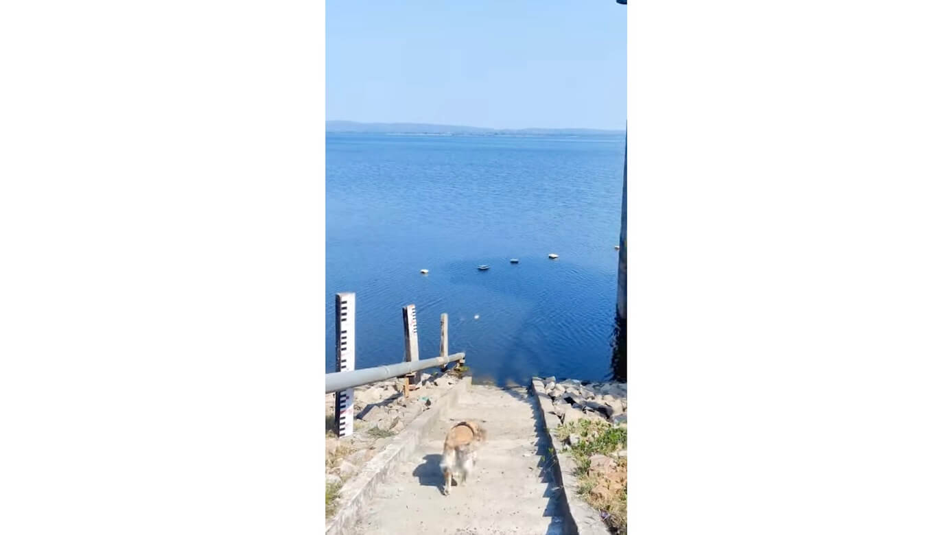 ゴールデンレトリーバー,動画