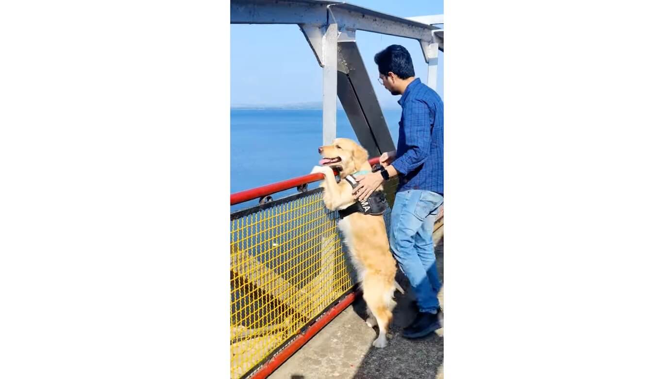 ゴールデンレトリーバー,動画