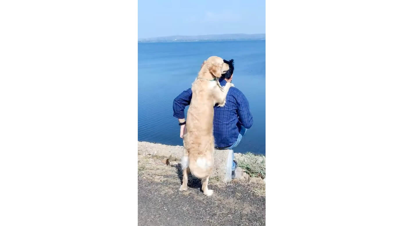 ゴールデンレトリーバー,動画