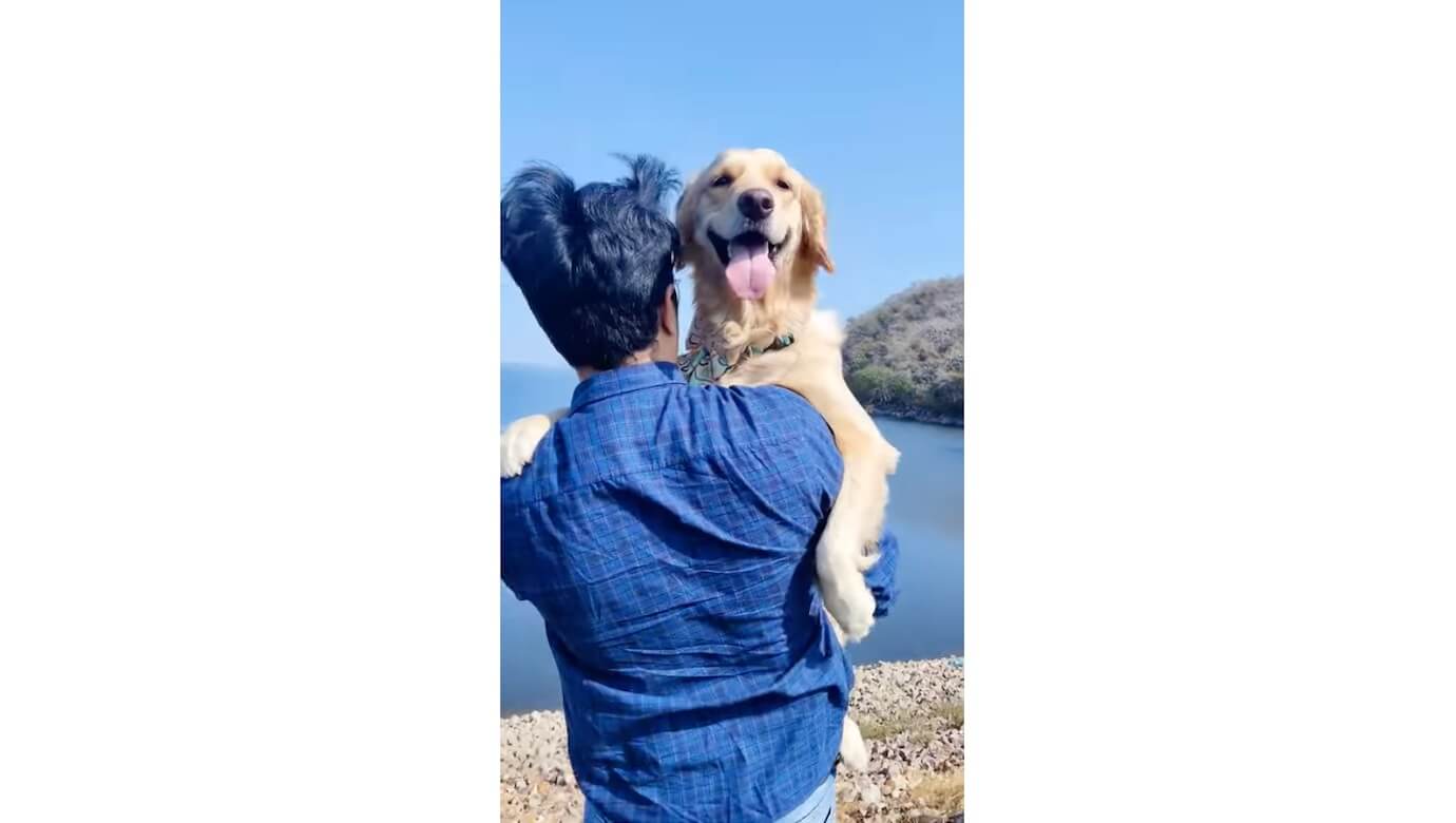 ゴールデンレトリーバー,動画